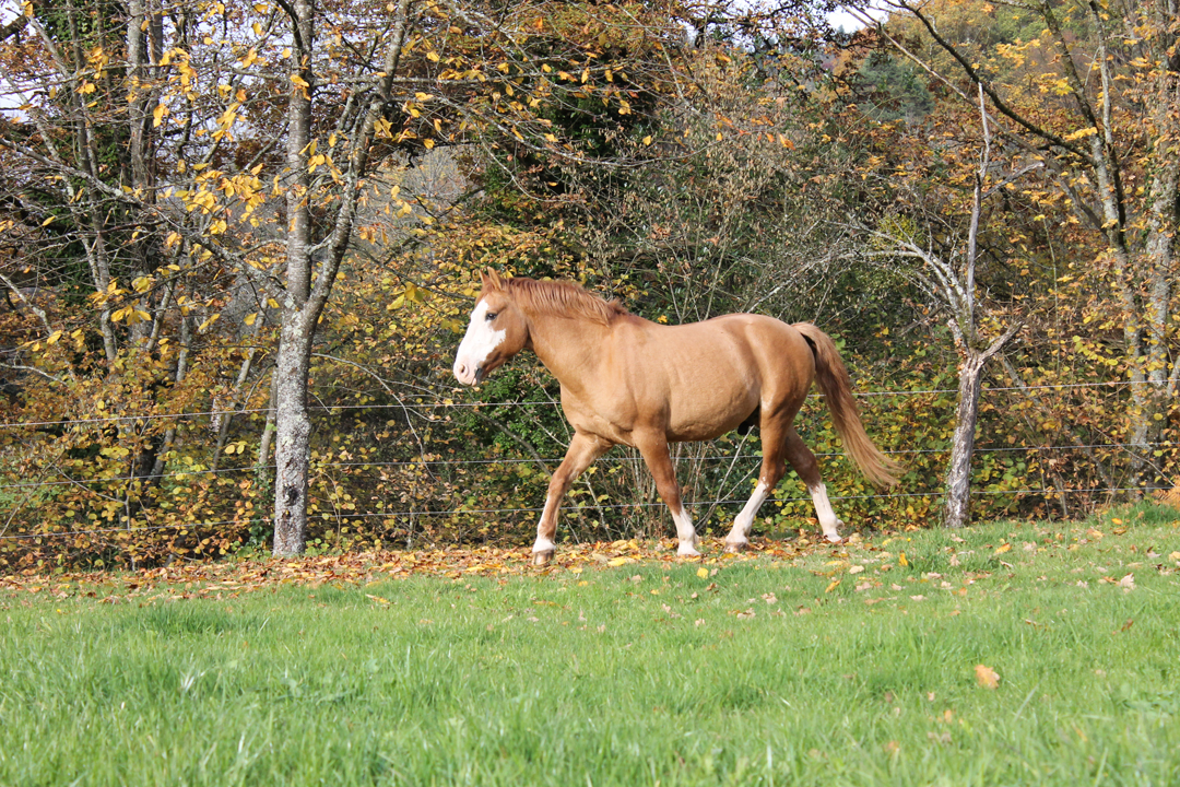 Curo Criollozucht Horberlehof